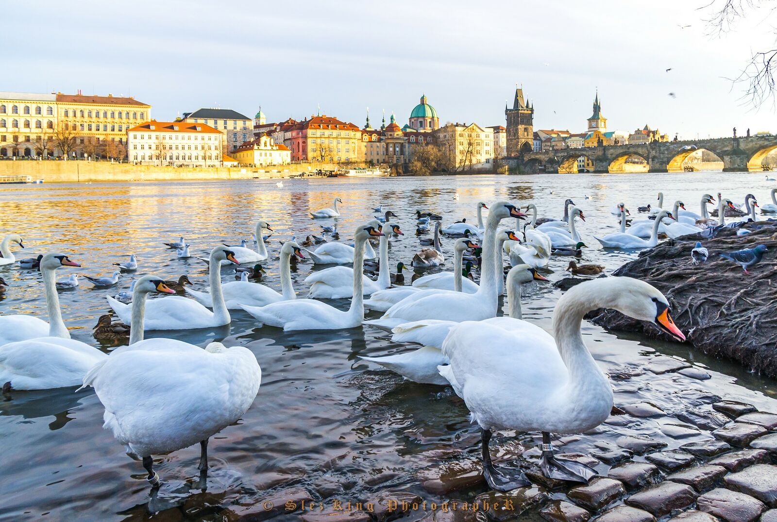 Karlův most. Prague. Czech Republic